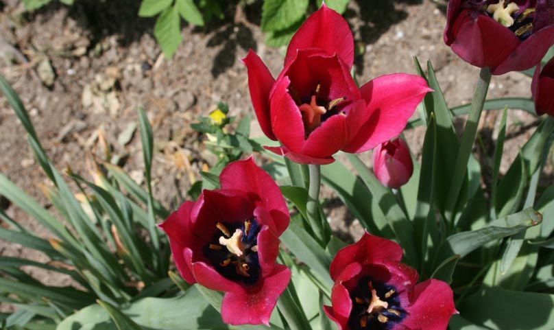 tulips Reischach